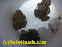 /home//u458753944/public_html/sourcegallery//Roxborough Toad Detour/2013-2019/2014/2014-04-12/P1140951.JPG